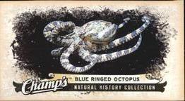 Minis Natural History Blue Ringed Octopus